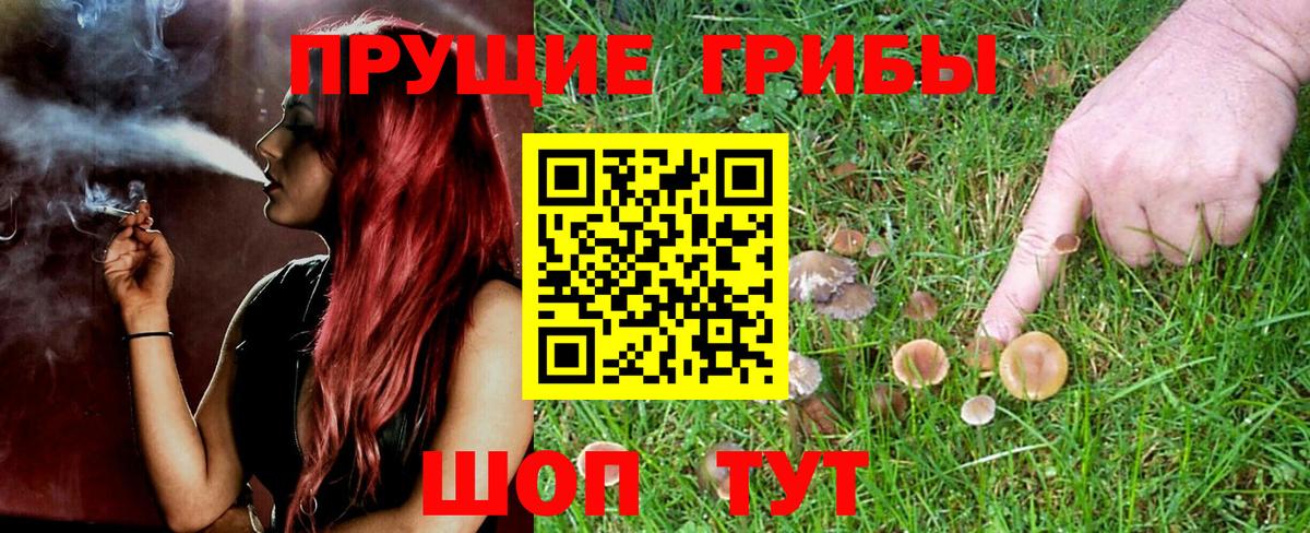 Галлюциногенные грибы Psilocybe Глазов
